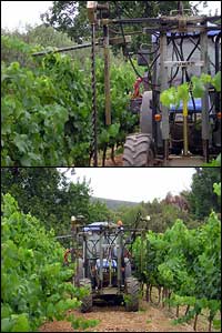 Imatge de servei despuntadora en verd de Cal Vicari