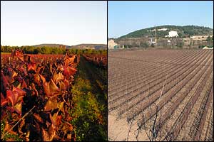 Imatge del servei d'Assessorament i direcció de finques rústiques de Cal Vicari.