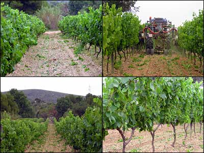 Imatge del servei de Despampolar de Cal Vicari.