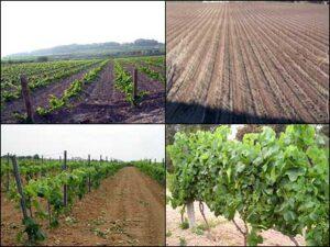 Imatge del Servei de Vinya de Cal Vicari.