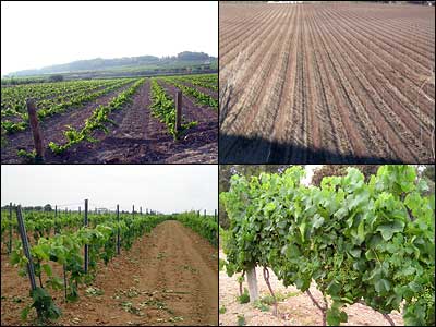 Imatge del Servei de Vinya de Cal Vicari.